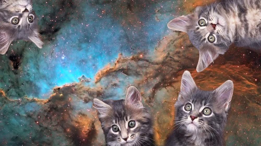 Cats in Space Video Pokes Feline Fun at Cosmic Photos Space