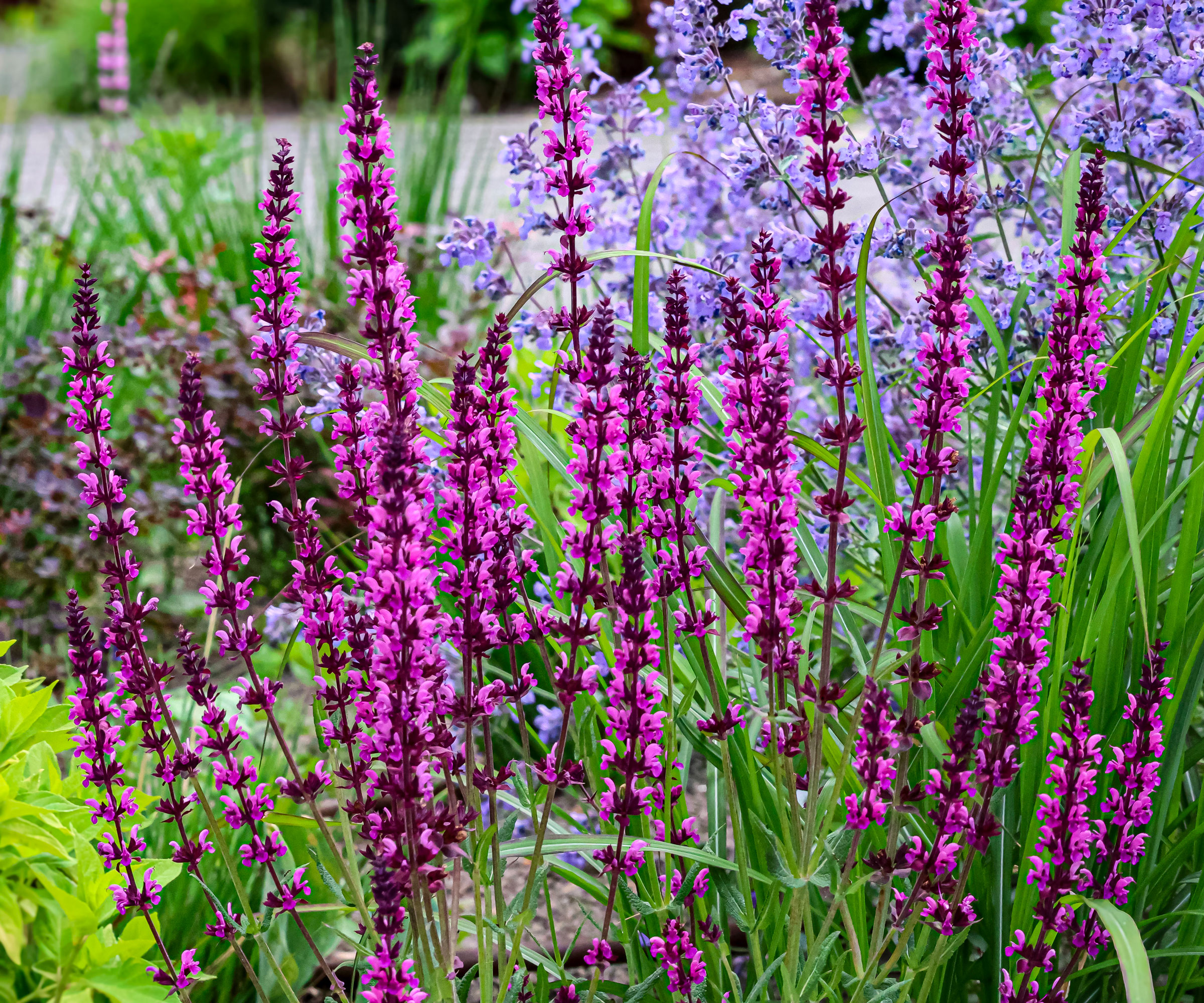 salvia nemorosa with rich purple flower spires in garden border