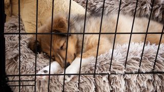 Puppy asleep in crate