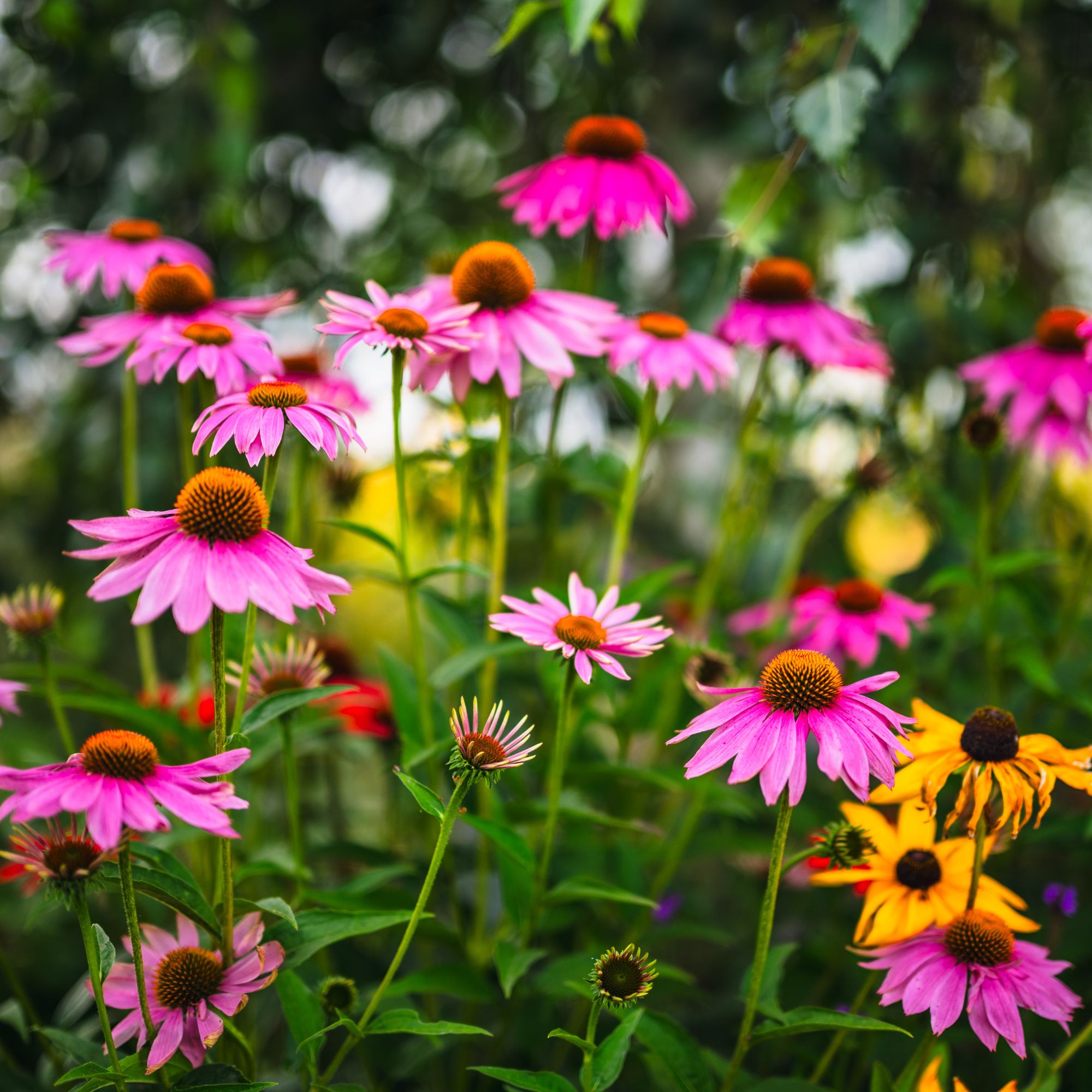 echinacea in garden