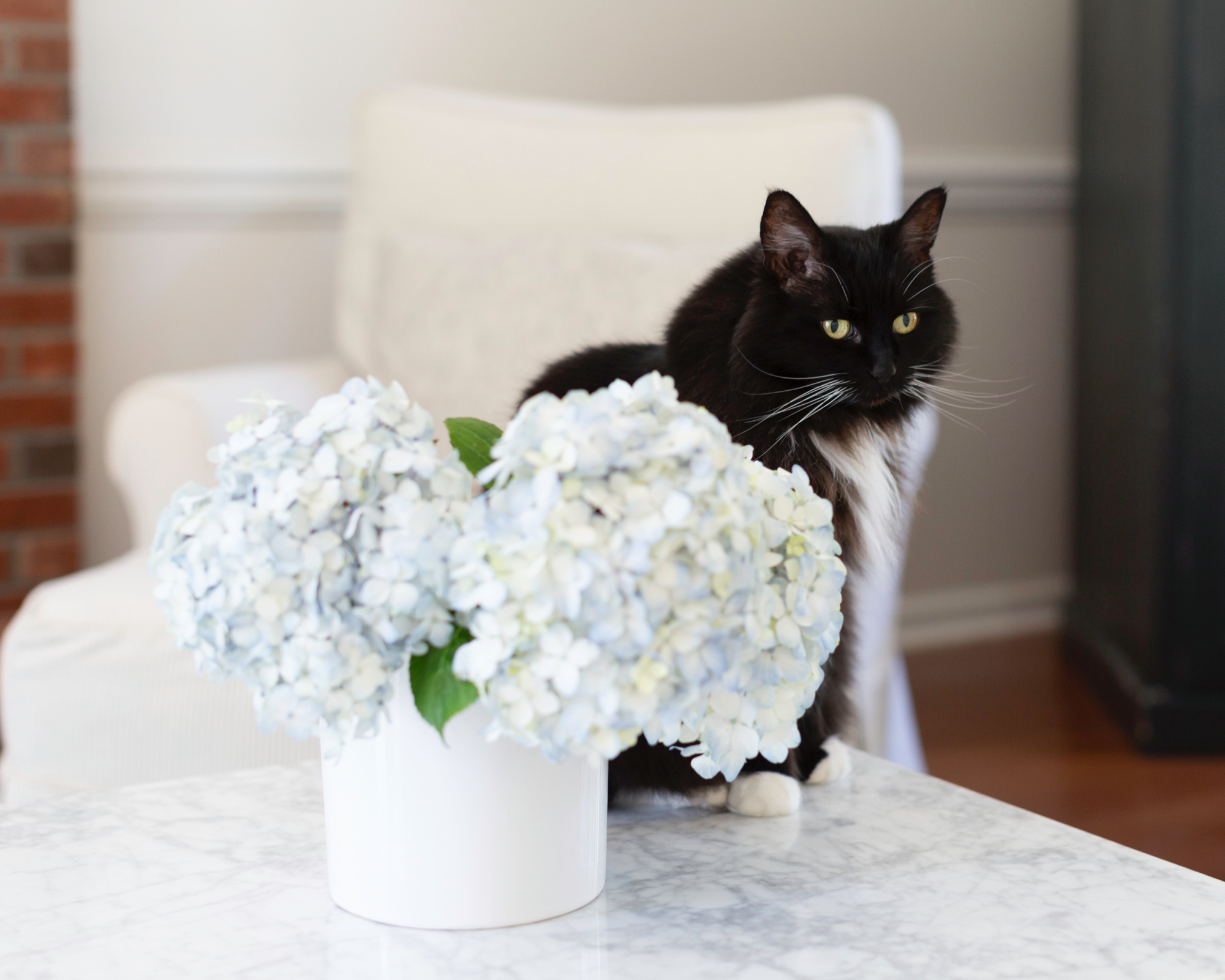 Tuxedo cat sitting on table with cut hydrangea flowers in vase