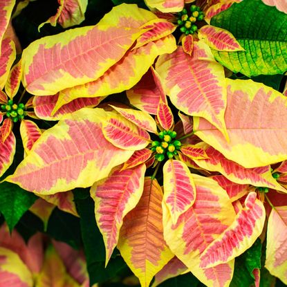 Yellow and red poinsettias