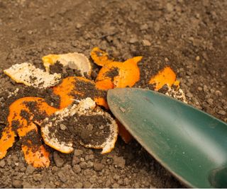 Orange peels on soil