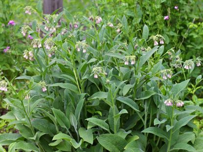 Comfrey Plants