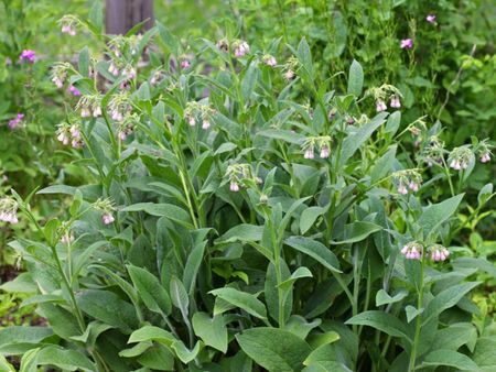 Comfrey Plants