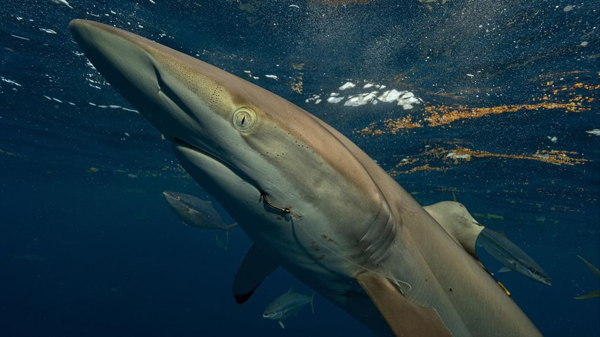 The silky shark had hooks in its mouth when sighted again in 2023.