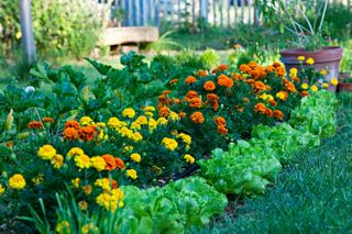 kitchen garden ideas: companion planting with marigolds and lettuces
