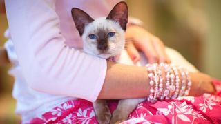 Siamese cat sitting on woman's lap