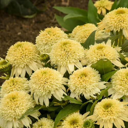 50 Butter Pecan Coneflower Seeds Echinacea Perennial Flowers Flower Seed