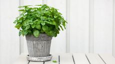 Lemon balm growing in a pot indoors