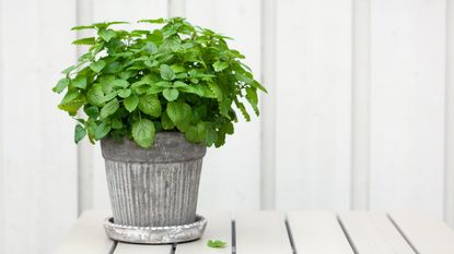 Lemon balm growing in a pot indoors