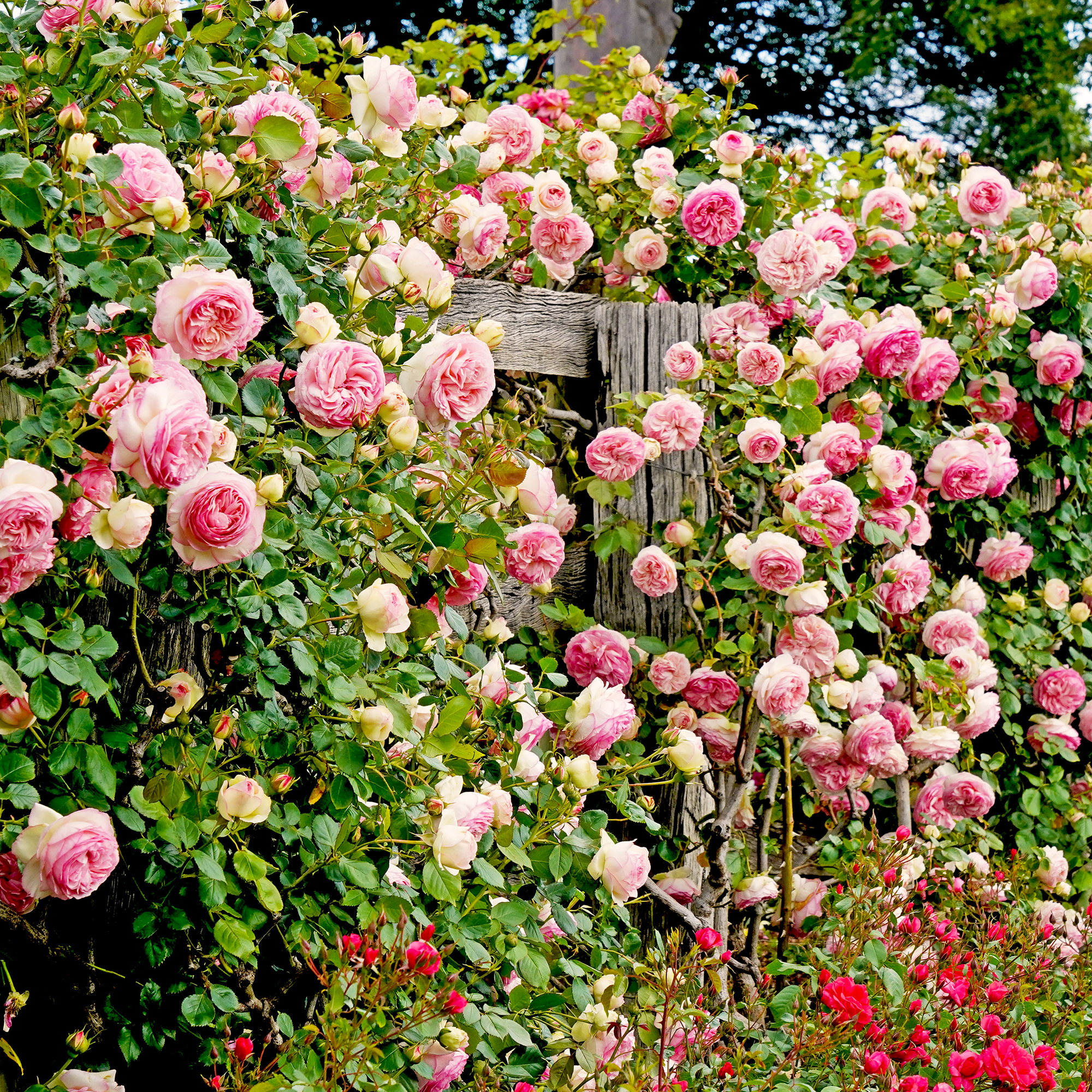Climbing roses growing on fence in garden