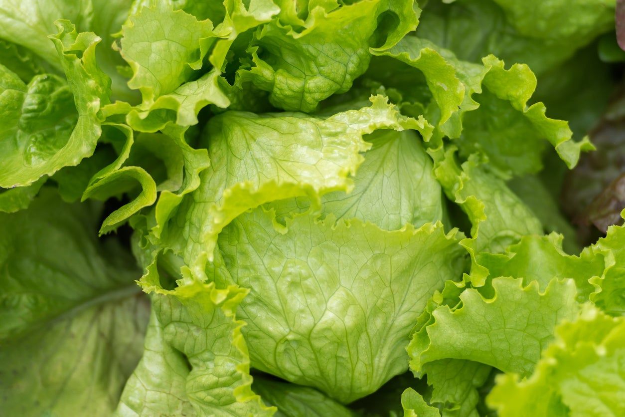 Green Crispino Lettuce