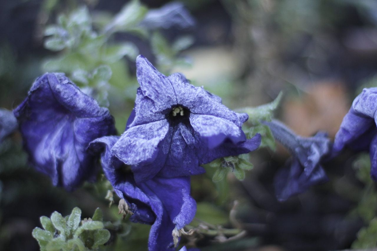 Frozen And Frosted Over Purple Petunia Plants