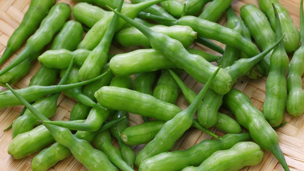 rat tail radish seed pods 