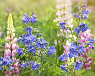 Jacob's Ladder blue flowers with pink lupines