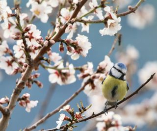 Almond blossom with blue tit