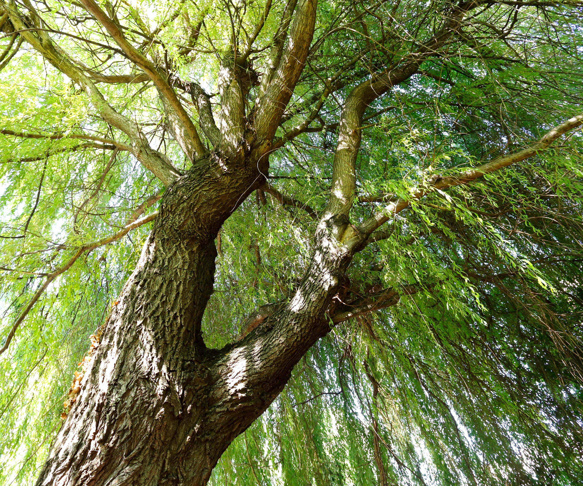 weeping willow Cher with long green foliage