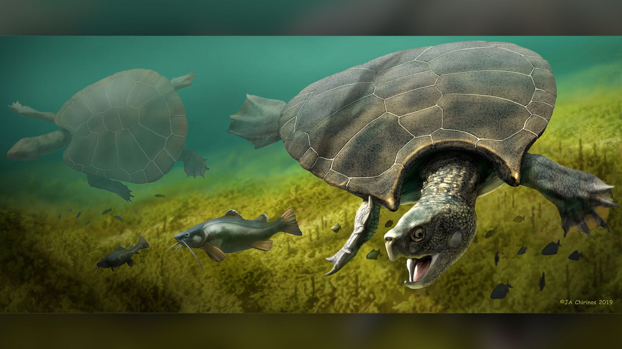 Turtle Bigg Shell This may be the biggest turtle that ever lived | Live Science