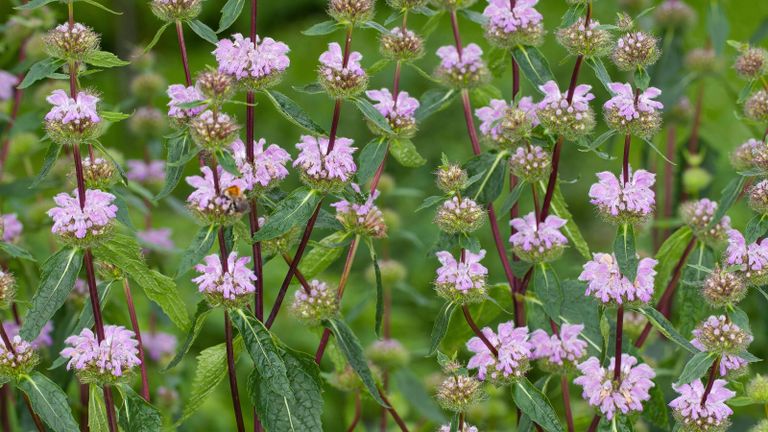 Phlomis varieties include the pink flowers of Phlomis tuberosa