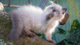 Himalayan cat posing on tree trunk