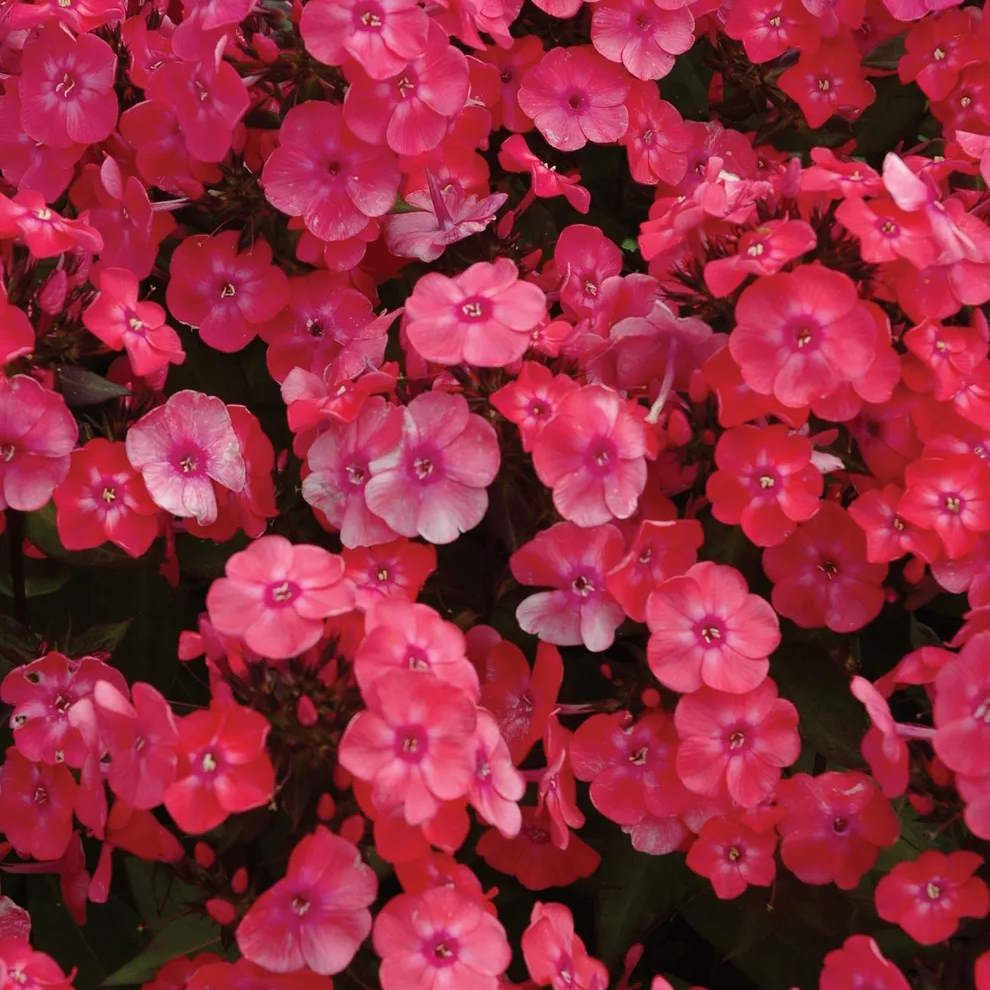 Phlox paniculata Glamour Girl