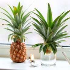Growing Pineapple Top in Water on Windowsil