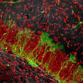 New neurons are produced from neural stem cells in several areas of the adult brain. One such area is in the hippocampus, a brain structure crucial for cognitive function. The number of neural stem cells in the hippocampus decreases over time, possibly co