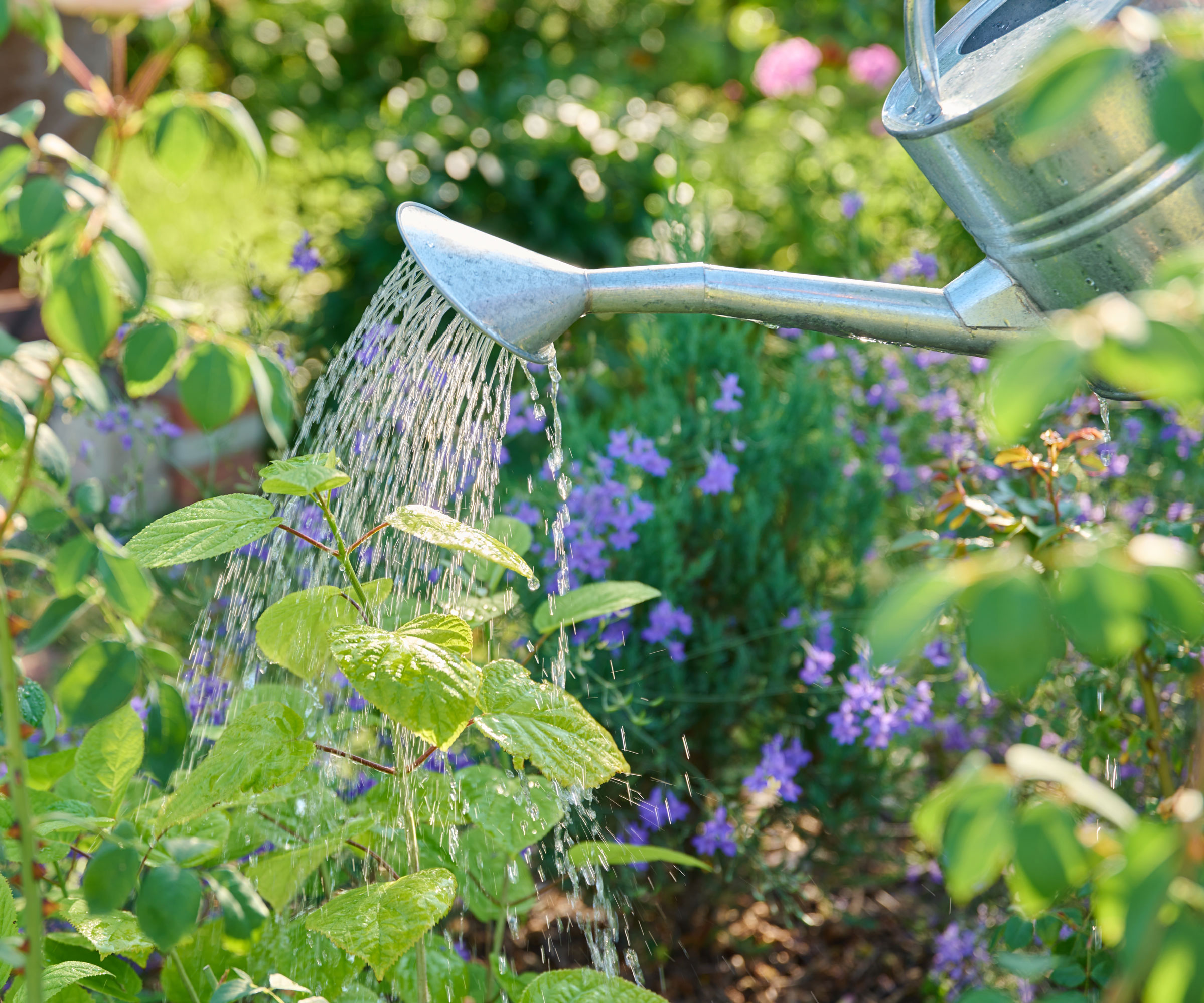 watering hydrangea plants in garden