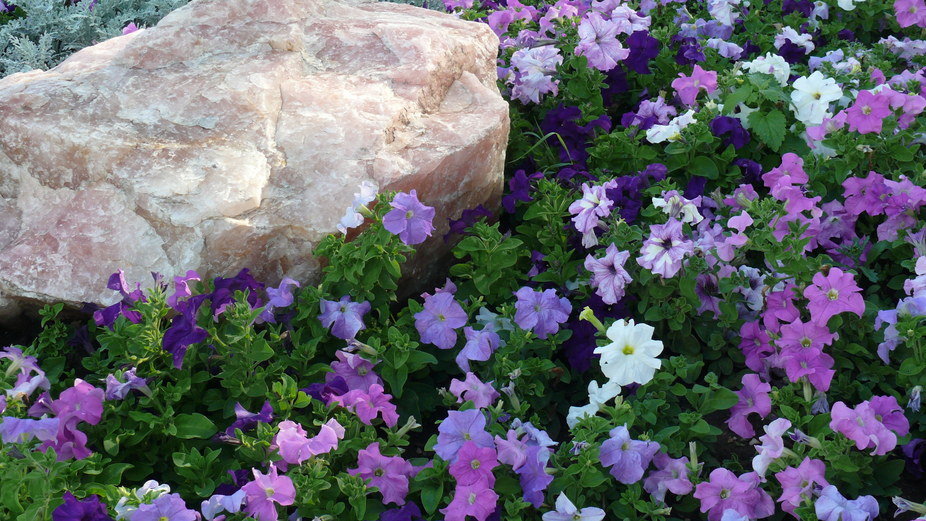 A pretty petunia garden with rose quartz landscape stones. The flowers are pink, lavender, purple and white.