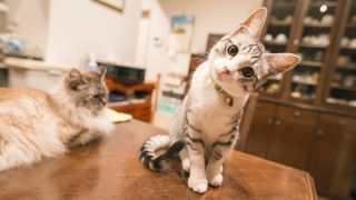 A cute silver tabby kitten sitting on table staring at the camera lens with adult cat in the background