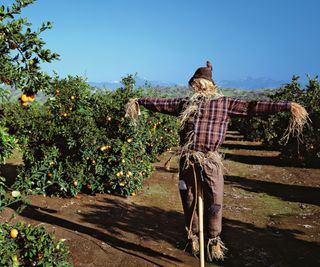 A scarecrow next to orange trees