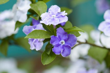 brunfelsia blooms