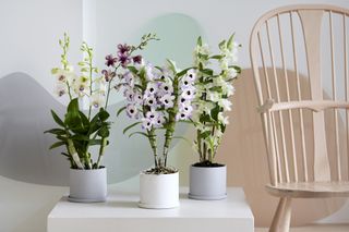 A display of potted flowers