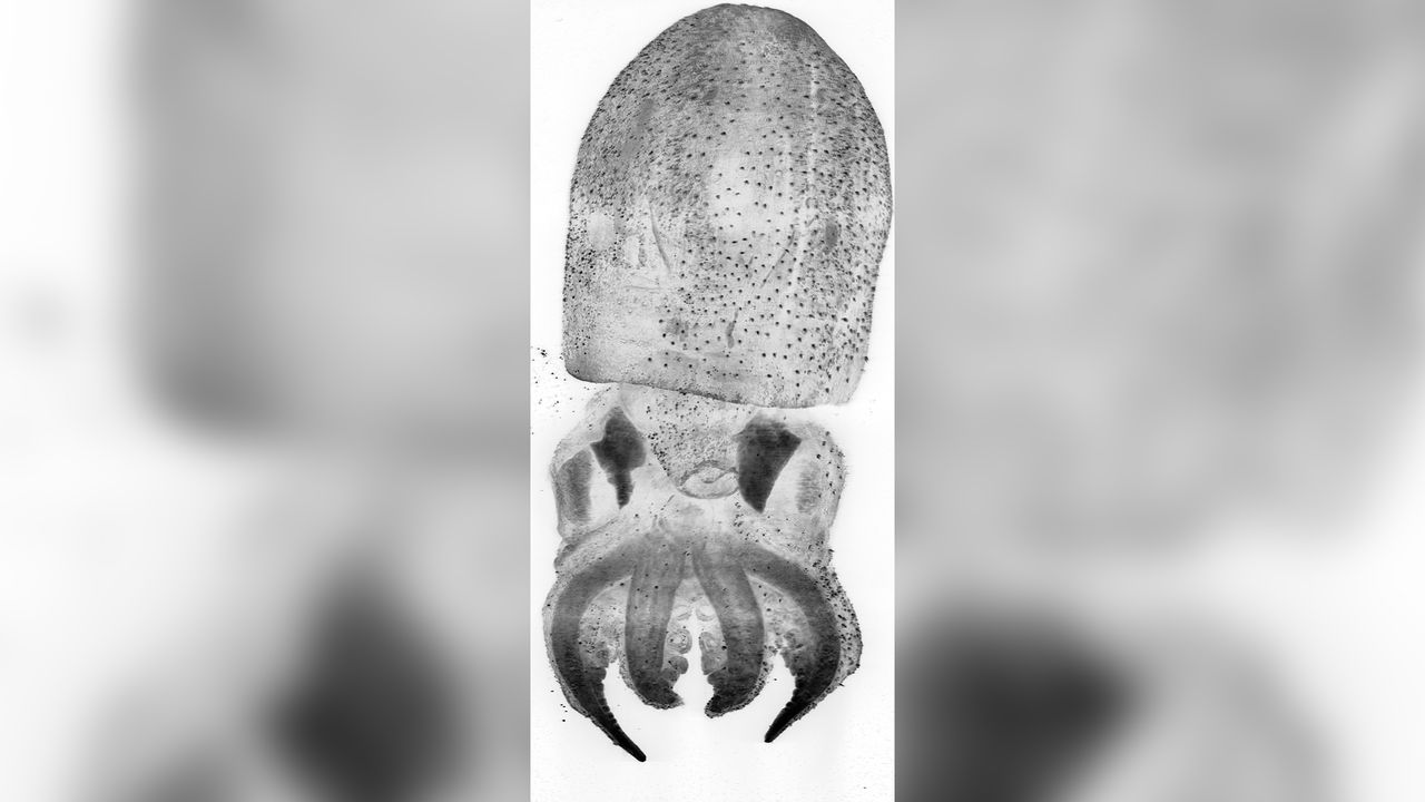 Light-sheet microscopy image of a 30-day-old octopus. The black dots on the specimen's arms and mantle are KO.