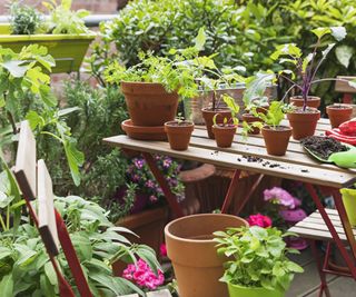 A range of vegetable plants in pots on a balcony