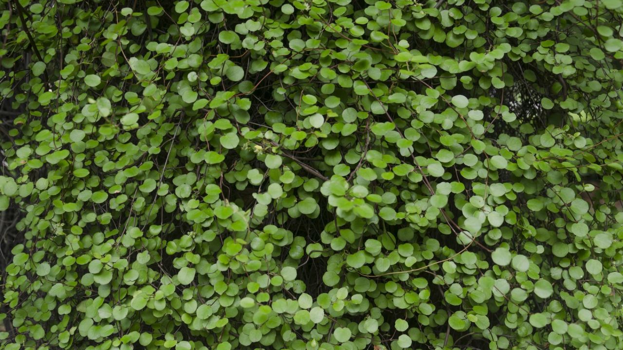 close up view of green vine