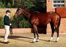 Frankel-Banstead-Stud.jpg