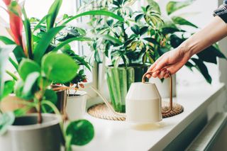 person watering houseplants