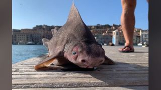 The 'pig fish', otherwise known as an angular roughshark, probably thinks you look pretty ridiculous, too.