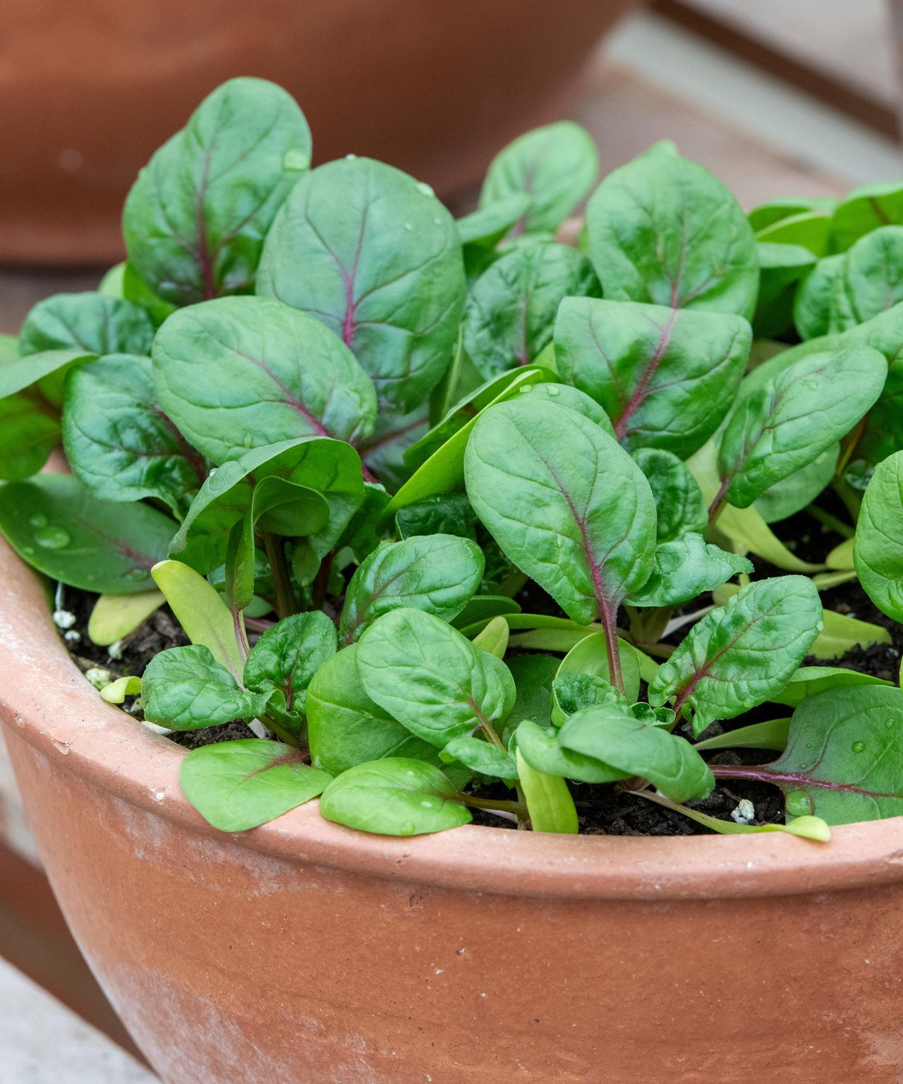 Home Advice Vegetables to plant in August: top 10 crops to sow and grow for months of easy harvests 7 Vegetables to plant in August: spinach variety Red Veined ready for harvest