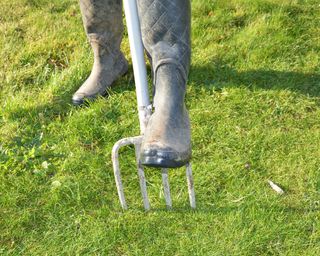 aerating a lawn with a garden fork