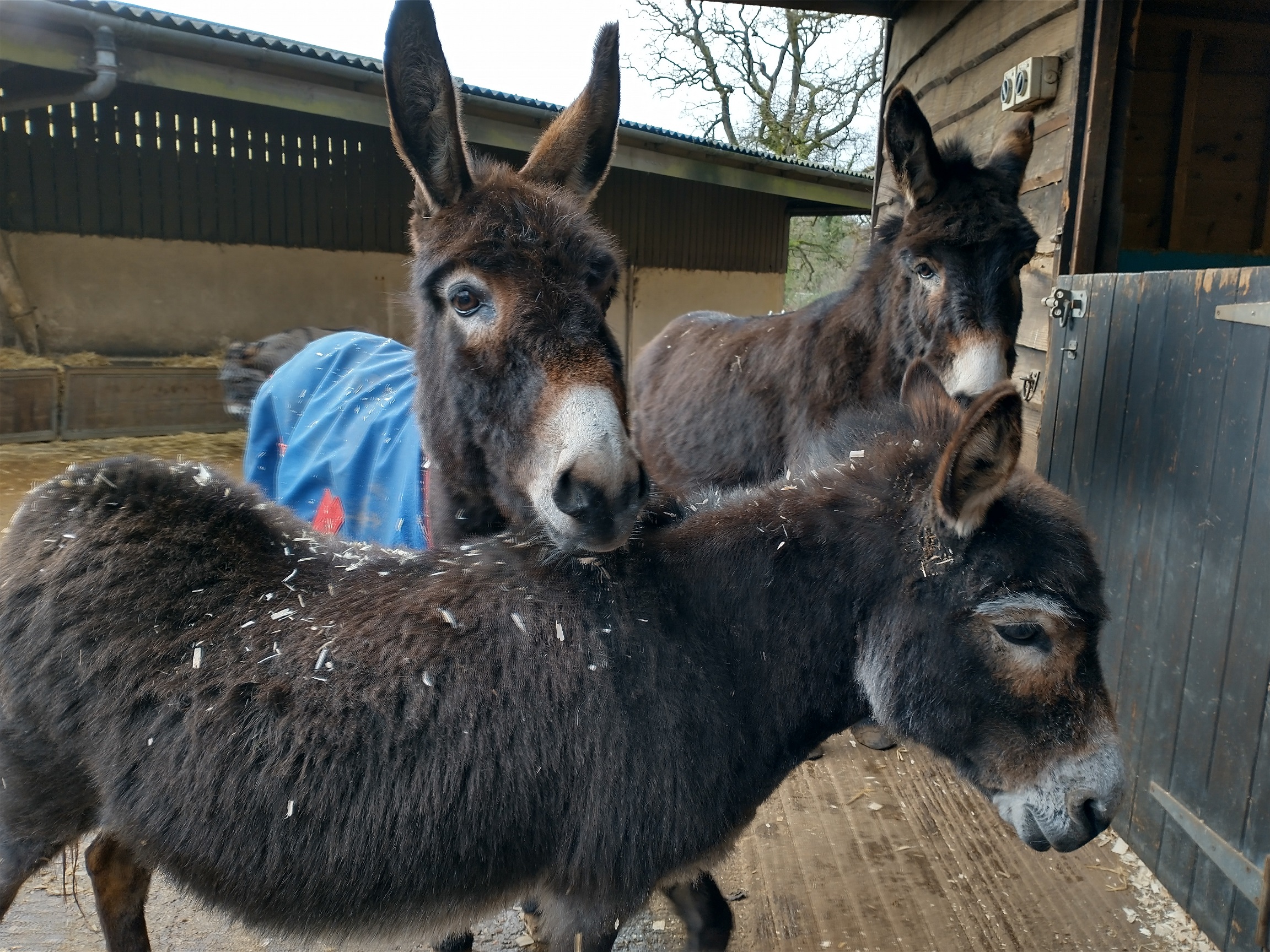 Lily-and-Faith-present-day-The-Donkey-Sanctuary-iia-1.jpg