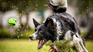 Quick and easy tricks to teach your dog