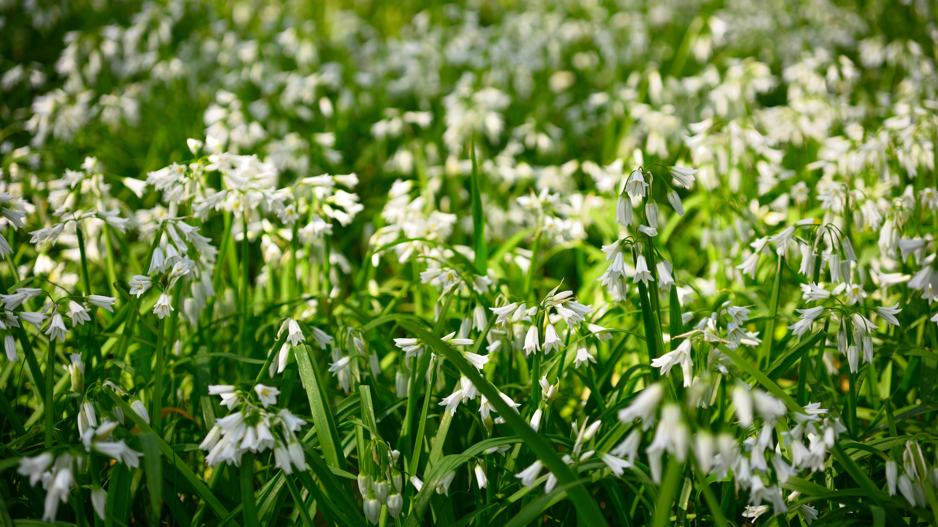White flowers on blooming three cornered garlic