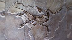 Archaeopteryx fossil