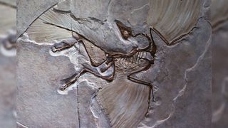 Archaeopteryx fossil