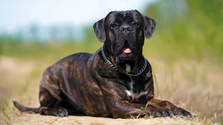 Cane Corso lying outside