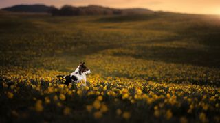 Pet photography dog in meadow