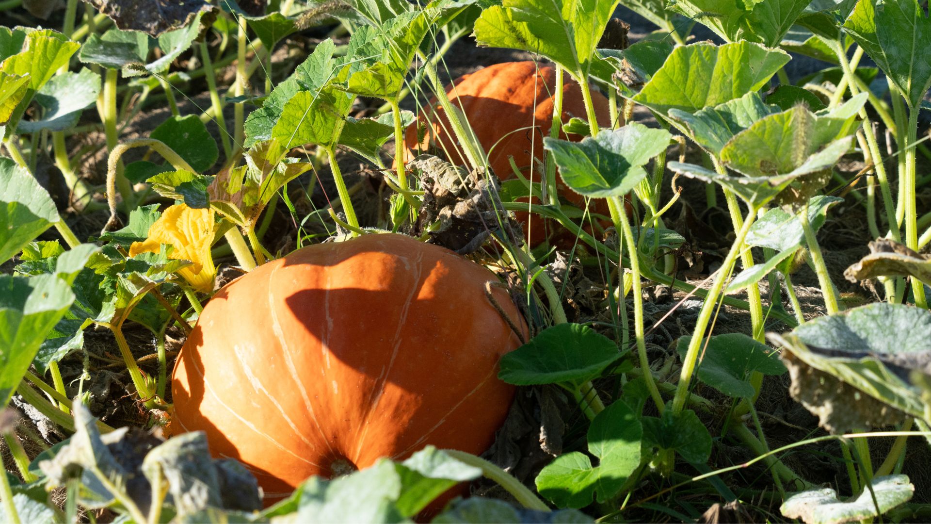 picture of pumpkins growing in garden